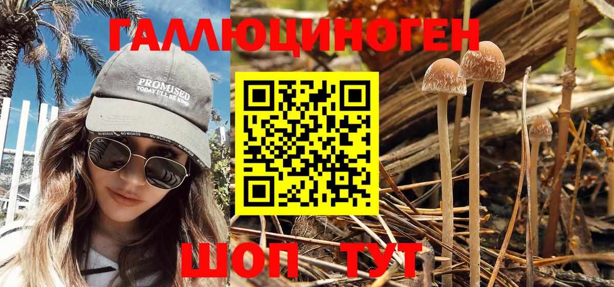 Псилоцибиновые грибы Psilocybine cubensis  Псилоцибиновые грибы Psilocybine cubensis  Вязники  Вход с VPN 